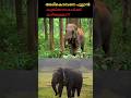 അരികൊമ്പനെ പൂട്ടാൻ കുങ്കിയാനകൾക്ക് കഴിയുമോ ?? #shorts #arikomban #elephant #kumkielephant #kerala