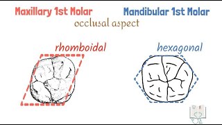 Differences between Maxillary & Mandibular 1st Molars