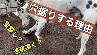 犬はなぜ穴掘りやホリホリをするのか知っていますか？【ダルメシアンの行動】#穴掘り#犬の行動#犬の不思議