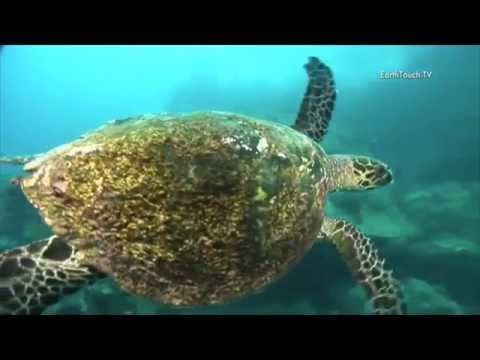 Save the Hawksbill Sea Turtles Save the Hawksbill Sea Turtles