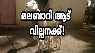 മലബാറി ആട് വില്പനക്ക്