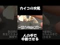 カイコの交尾を人の手で強制的に中断させる 割愛 動画【昆虫観察】【教材ビデオ】【蚕】【養蚕】【交尾】 shorts