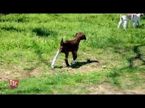 How to Care for Baby Goats How to Care for Baby Goats