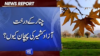 Autumn Colors in Azad Kashmir | What Makes Chinar Tree So Special