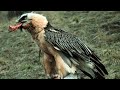 The Bearded Vulture, A Giant Bird with a Taste for Swallowing Animal Bones.