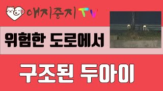 4월 7일 저녁에 위험한 도로가에서 발견된 강아지 두아이