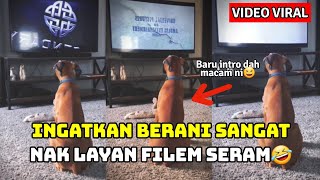 VIDEO GELAGAT ANJING BILA TONTON TV BUAT RAMAI TERHIBUR