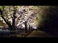 《4k》2018 meiji jingu gaien ginkgo festival 【illuminate】 神宮外苑いちょう並木 紅葉 ライトアップ