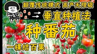 你还用传统方法种番茄？难怪产量低，教你几招，一棵挂果100个 | 番茄垂直种植 | 西红柿整枝吊蔓