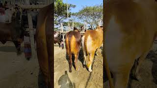 Bull 🔥🔥🔥🔥 #গরু #shortvideostatus #shorts #tiktok #trending #share #cow #kurban #cows #zaziravlogbd