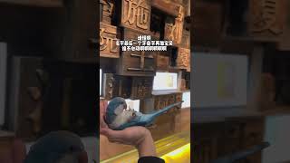 这叫法，谁能不心动阿 #搞笑 #治愈 #funny #cute #pets #寵物 #birds #parrot #小鸟互动 #animals#shorts