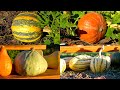 10 Types of Squash You MUST Grow