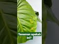 RARE!!🤔Apa ID tanaman ini? BUKAN PHILO MAJESTIC, bukan GLORIOSUM, bukan PASTAZANUM?