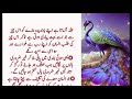 Hazrat Ali quotes about life | Rumi quotes