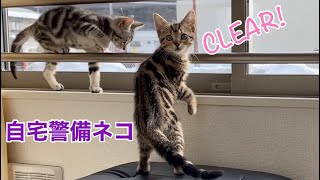 窓の外をチェックする子猫【アメリカンショートヘア】