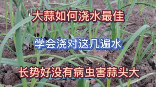 大蒜如何澆水最佳？學會澆對這幾遍水，大蒜長勢好沒有病蟲害蒜頭大