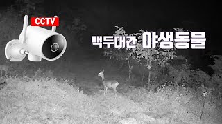 백두대간 대덕산(1290m) 무인카메라(CCTV)에 찍힌 야생동물