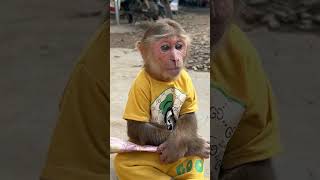 cute cutis monkey gets money