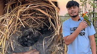 খরগোশ সবচেয়ে বেশি বাচ্চা জন্ম দিয়েছে এবার 😊