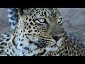 A leopard family affair