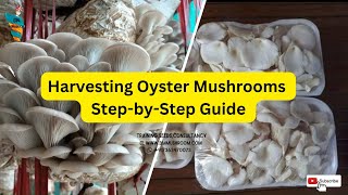 Harvesting Oyster Mushrooms: A Step-by-Step Guide | BM Mushroom