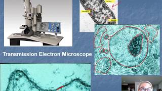 Chapter 4: Microscopy