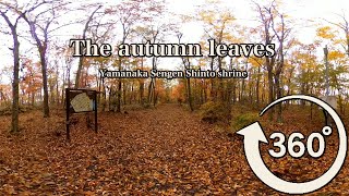 The autumn leaves of the Yamanaka Sengen Shinto shrine,at Yamanakako village