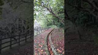 【沖縄】那覇市　繁多川公園🏞　朝の音　自然の音　雨の音　散歩動画〈3分〉