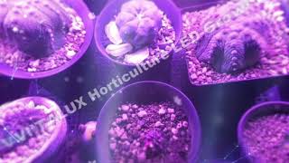 VITALUX LED植物燈 | 植物生長燈 | 植物照明燈 | 全光譜 x 紅藍混光 x 訂製光譜 LightMV 54