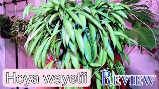 Costa Farms Hoya Wayetii Review