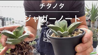 【チタノタ・ジャガーノート】水捌け最強にしてアイアンの鉢に植えてみた