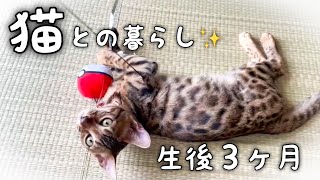 生後3ヶ月の子猫の成長の様子🌟【ベンガル猫】