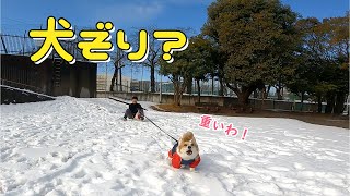 犬ぞりしてみたら威勢だけはいいコーギー