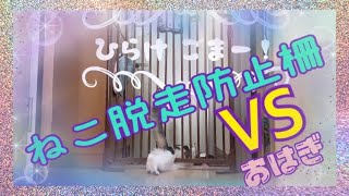 【猫の脱走防止柵】のぼれんにゃんVS🐱🐾 〜森猫おはぎの遊雅な日常〜