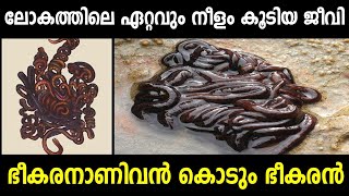 Longest animal in the world | Bootlace worm |ലോകത്തെ നീളം കൂടിയ ജീവി | ബൂട്ട്ലാസ്| വിചിത്ര ജീവികൾ