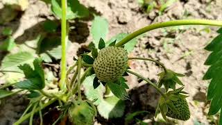 Strawberry Timelapse