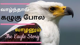 வாழ்ந்த கழுகு  போல வாழனும் | The Story of Eagle | கழுகு மனிதனுக்கு உணர்த்தும் பாடம் | கழுகு வாழ்க்கை