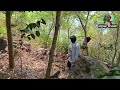 అడవి కోడి విత్ గుడ్డు adavi kodi wild hen adavi kodi with eges how to catch wild chicken in telugu