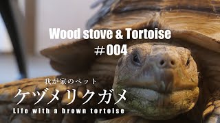 【ケヅメリクガメのいる暮らし】｜室内飼いの1日｜留守番は苦手｜Life with tortoises