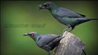 'DEVIL ' BIRD CALL || Asian Glossy Starling Calls Aplonis Panayensis #Birdsounds