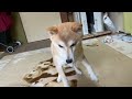 吠えた柴犬を問いただしたら視線そらしがあからさますぎた