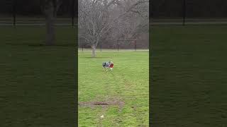 Adorable Aussie at the Park