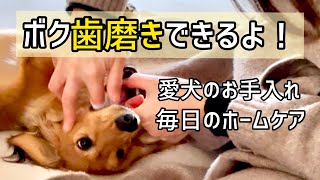 【愛犬のお手入れ】爪切り、歯磨き、耳掃除、ブラッシングなどのホームケア/ ミニチュアダックス8ヶ月半