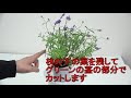 【ラベンダーの剪定～ラベンダーの挿し木〜植え替えの方法】簡単にできる裏技㊙テクニックを伝授します