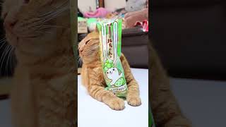 ロールちゃん　シャインマスカットゼリー　のせ麦茶　230906 #cat #かご猫