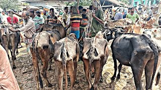 @ আজ মঙ্গলবার ১৫/৮/২৩ | বাজার খারাপ কমদামে হাড্ডিসার গরু কিনুন | শুকনো হাড্ডিসার গরুর বাজার | যশোর