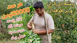 کاشتن ترب و توضیح کامل در خصوص زمان و نیازهای این محصول با ارزش شد