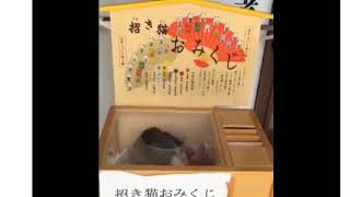 招き猫おみくじに入る猫・Beckoning cat Fortune Lottery Cat entering