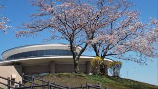 厚田の桜　戸田記念墓地公園