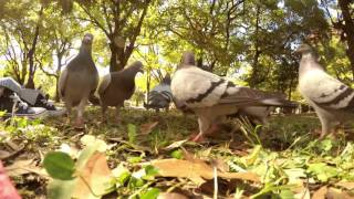 Hiroshima Peace Park's Pigeons, October 2015 (広島の平和公園の鳩、2015年10月)